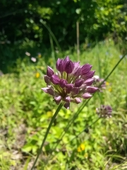 Allium rotundum