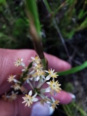 Struthiola