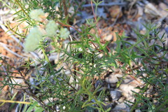 Grevillea synapheae