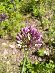 Allium rotundum