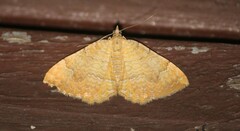 Camptogramma bilineata