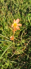 Moraea flaccida