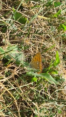 Lycaena virgaureae