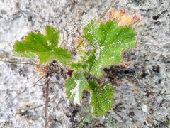 Pelargonium capitatum