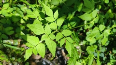 Apiales