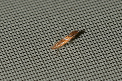 Phyllonorycter leucographella