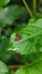 Ricaniidae