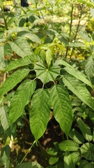 Araliaceae