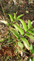 Maianthemum stellatum