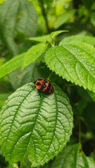 Poecilocoris druraei