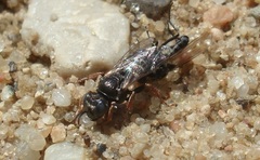 Oxybelus uniglumis