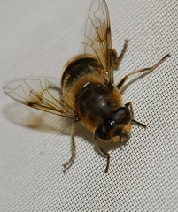 Eristalis tenax