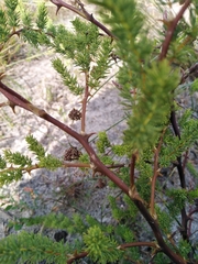 Asparagus rubicundus