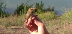 Acrocephalus schoenobaenus