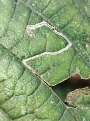 Stigmella ulmivora