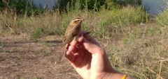 Acrocephalus schoenobaenus