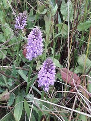 Dactylorhiza
