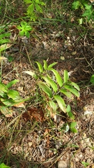 Maianthemum stellatum
