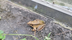 Rana chaochiaoensis