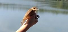 Acrocephalus arundinaceus