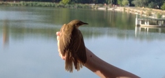 Acrocephalus arundinaceus