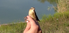 Acrocephalus schoenobaenus