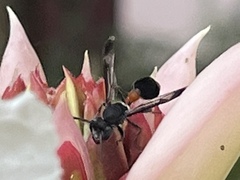 Ropalidia sumatrae