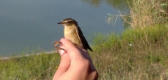 Acrocephalus schoenobaenus