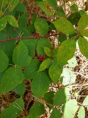 Lonicera periclymenum