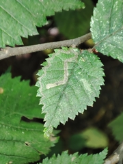 Stigmella lemniscella