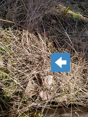 Lacerta agilis