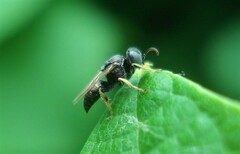 Oxybelus bipunctatus