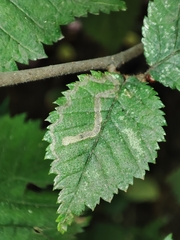 Stigmella lemniscella