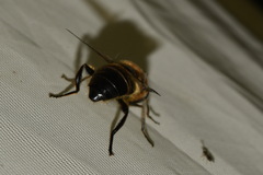 Eristalis tenax