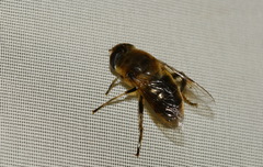 Eristalis tenax
