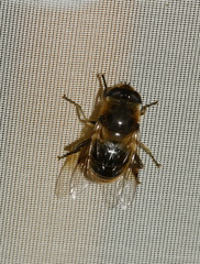 Eristalis tenax