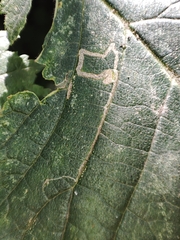 Stigmella ulmivora