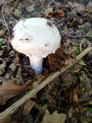 Amanita strobiliformis