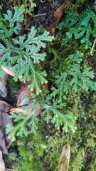 Selaginella