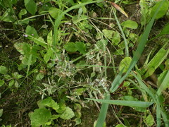 Gnaphalium uliginosum