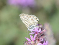 Leptotes pirithous