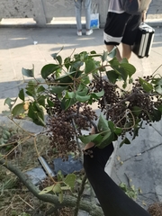 Bischofia polycarpa
