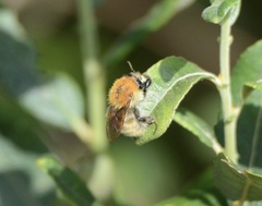 Bombus pascuorum