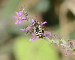 Anthidium florentinum