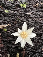 Atherosperma moschatum