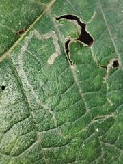 Stigmella lemniscella