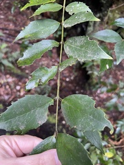 Atherosperma moschatum