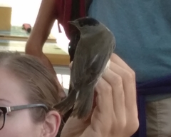 Sylvia atricapilla