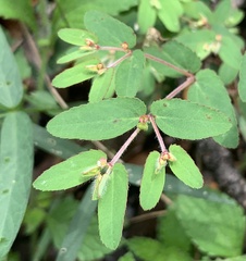 Euphorbia anychioides