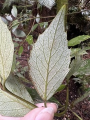 Atherosperma moschatum